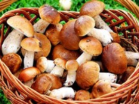 5 мифов о вреде и пользе грибов, рекомендации в употреблении и меры предосторожности