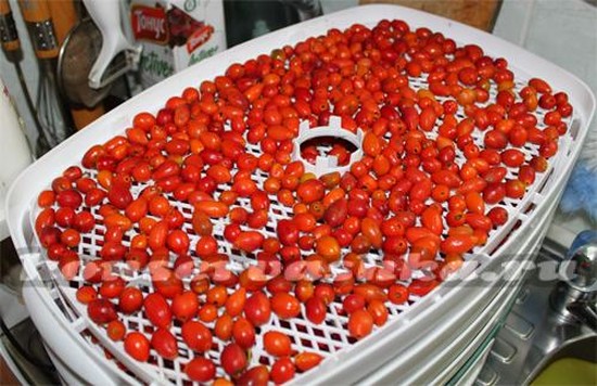 Как собирать и сушить шиповник в домашних условиях