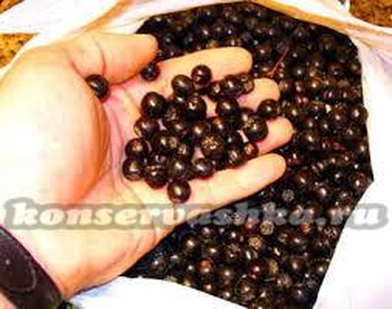 Настойка из черноплодной рябины в домашних условиях, простой рецепт Настойка из черноплодной рябины в домашних условиях, простой рецепт