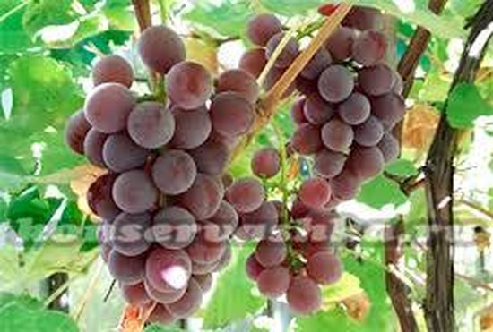 сорт винограда лидия