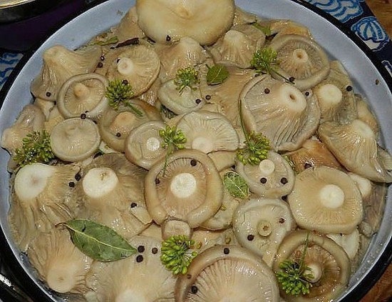 Как засолить грузди, чтобы были хрустящими, ароматными и вкусными