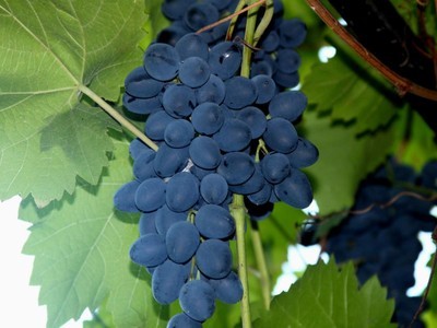 Обработка винограда осенью