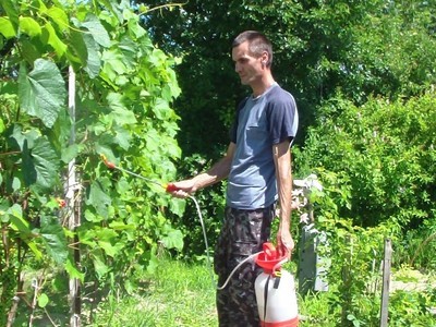 Обработка винограда