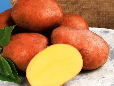 Розара картофель характеристика