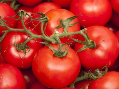 Сорта помидор устойчивые к фитофторозу