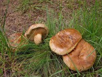 Свинухи грибы съедобные или нет