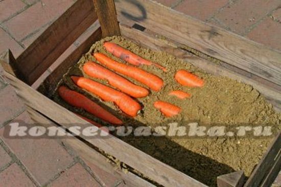 как сохранить морковь на зиму