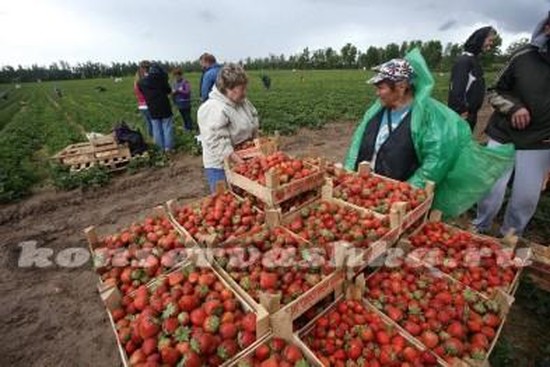 сбор клубники в совхозе им. Ленина в 2016 году сроки